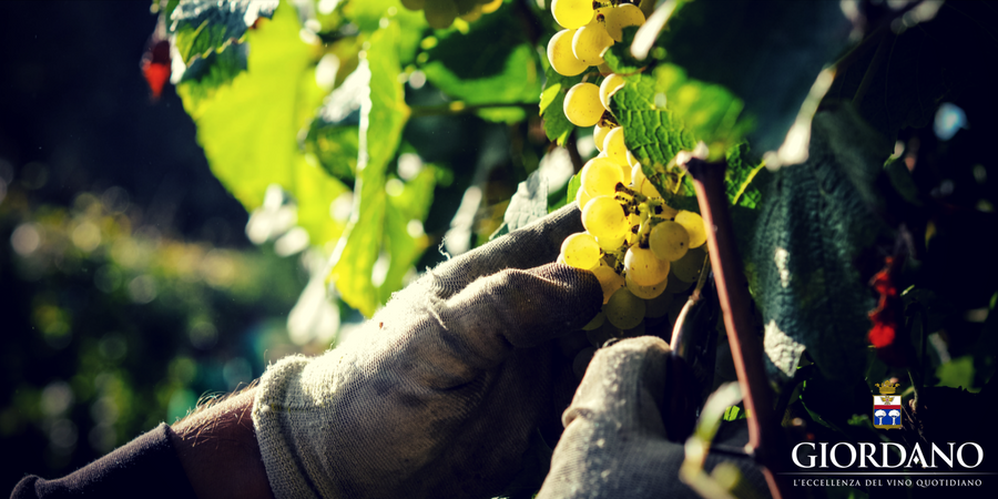 Das Geheimnis der Weinherstellung: Eine Leidenschaft, die bereits am Boden beginnt