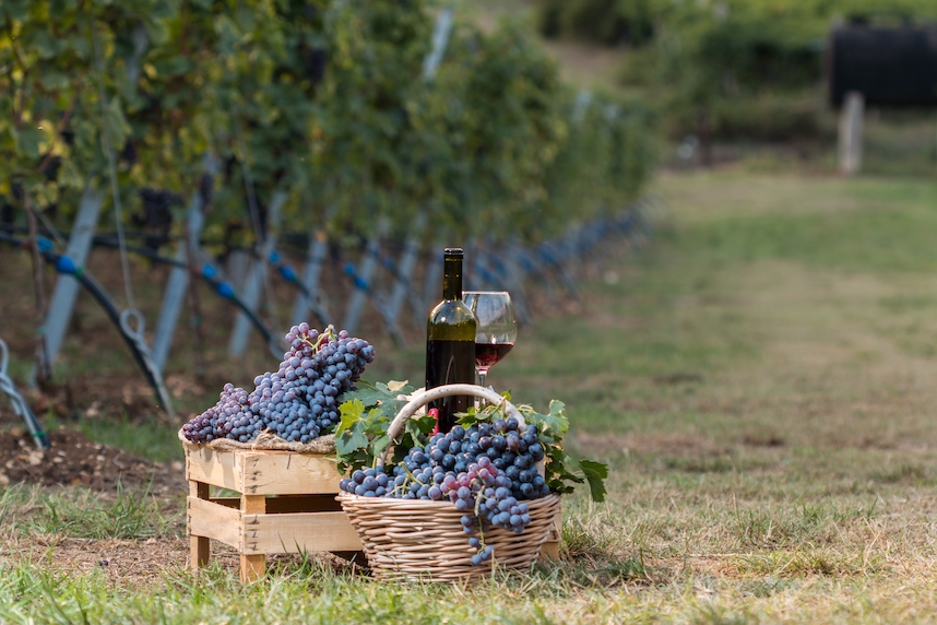 Amarone della Valpolicella: Geschichte und Eigenschaften der Wein-Ikone aus Venetien Amarone della Valpolicella: Geschichte und Eigenschaften der Wein-Ikone aus Venetien