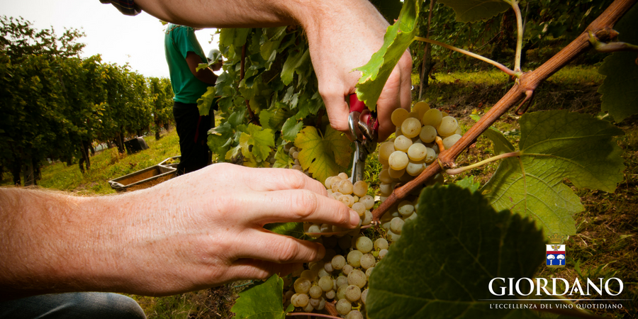 September, die Zeit der Weinlese im Piemont! September, die Zeit der Weinlese im Piemont!