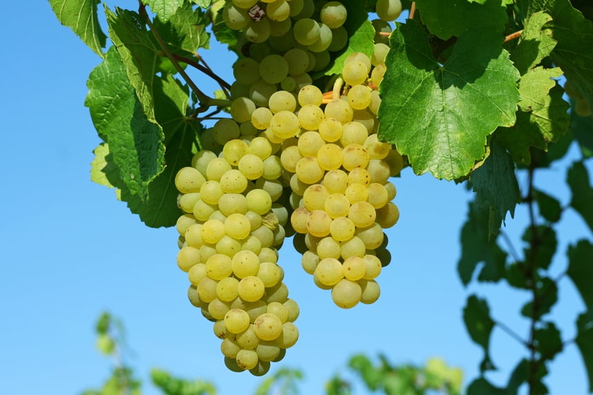 fiano wein terroir und anbaugebiet