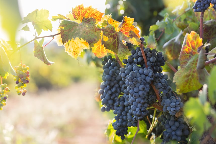 merkmale von primitivo rotwein