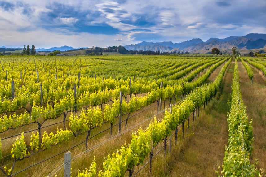 sauvignon blanc eigenschaften und kombinationen